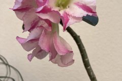 IMG_4774