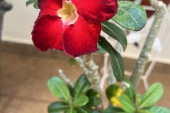IMG_4775