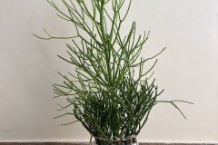 IMG_8878