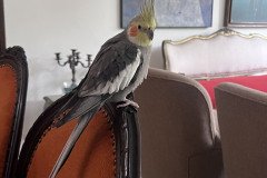 IMG_8990
