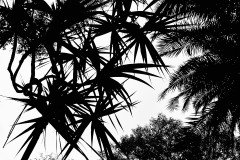 IMG_9024