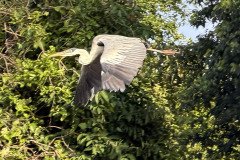 IMG_1670