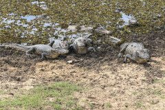 IMG_1729