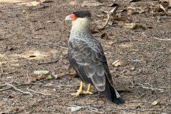 IMG_1771
