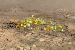 IMG_1774