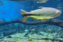 IMG_3244