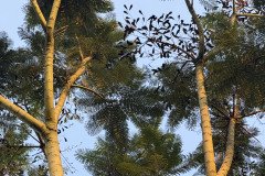 IMG_5478
