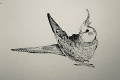 IMG_6753
