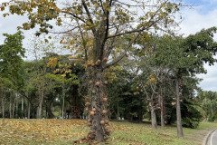 IMG_7358