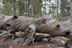 IMG_6068
