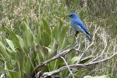 Mountain Bluebird