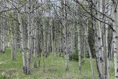 IMG_6419