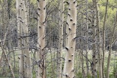 IMG_6439