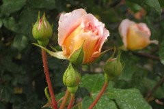IMG_6666