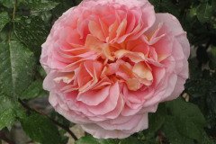 IMG_6667