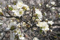 IMG_1460_1