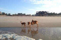 Fire Island 2013