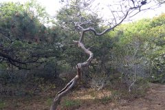 20150524_4435