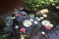 IMG_0659