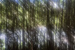 IMG_0216