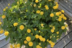 IMG_0220