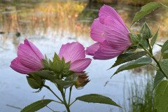 IMG_0273