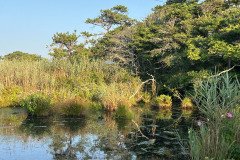 IMG_0275