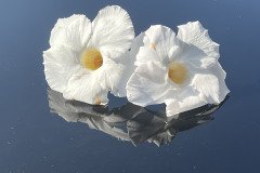 IMG_0347