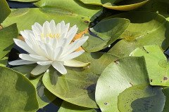 IMG_0354