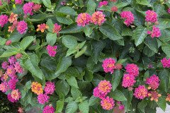 IMG_7757
