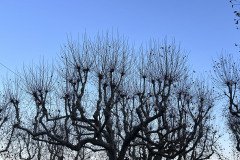 IMG_6752