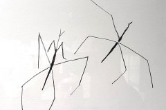 IMG_1548
