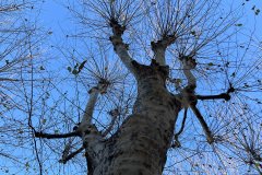 IMG_1791