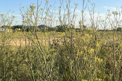 IMG_9979